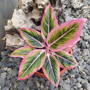 Aglaonema Lotus Delight || Gratis fytosanitair certificaat || DHL Express