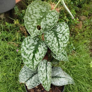 その他観葉植物 scindapsus matcha Yahoo!オークション - 「8」NEW Scindapsus Matcha