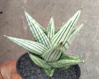 サンスベリア ジュピター Sansevieria やり過ごし Jupiter