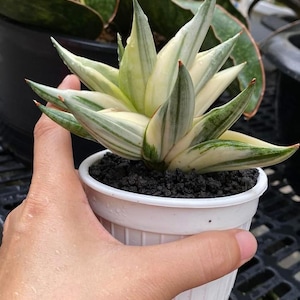 ZELDZAME Sansevieria Vienna witbont || Gratis fytosanitair certificaat || DHL Express