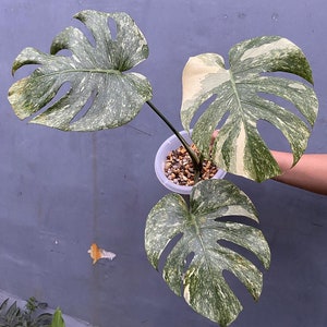 Monstera Deliciosa Greensnow はげしく グリーンスノー