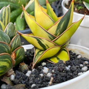 ZELDZAME Sansevieria Rorida-dolk bont prachtig || Gratis fytosanitair certificaat || DHL Express