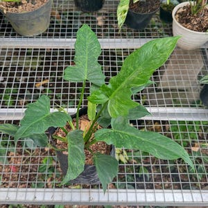 Philodendron Lime Fidle - Kamerplant - Onderhoudsvriendelijke plant - Tropische plant - Uniek groen - Woondecoratie