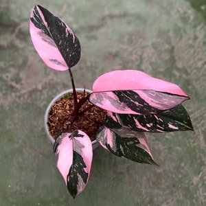 Philodendron Pink Princess || Free Phytosanitary Certficate || DHL Express