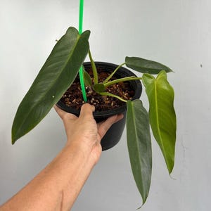 Philodendron Spiritus Sancti - Zeldzame kamerplant - Kamerplant - Onderhoudsvriendelijke plant - Tropische plant - Uniek groen - Woondecoratie