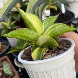 ZELDZAME Sansevieria Bilbao bont || Gratis fytosanitair certificaat || DHL Express