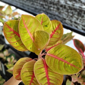 Aglaonema rode goliath groot || Gratis fytosanitair certificaat || DHL Express