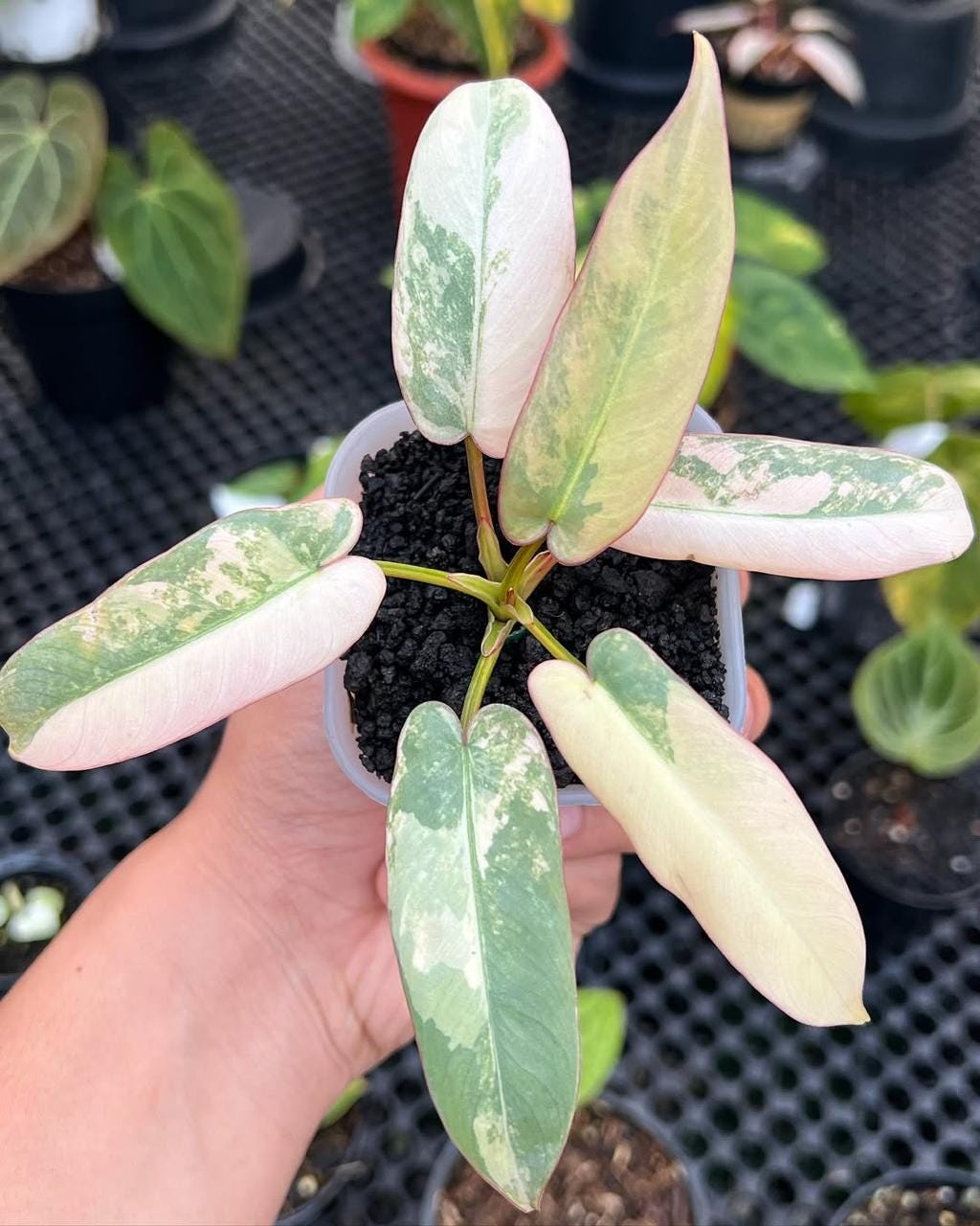 超絶希少❗️美斑❗️フィロデンドロン　アタバポエンセ　斑入り✨ Philodendron atabapoense - Etsy 日本