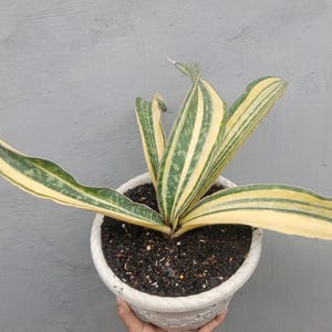 ZELDZAME Sansevieria hortensia rozet wit crème bont volwassen groot || Gratis fytosanitair certificaat || DHL Express
