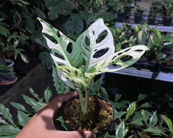 Monstera Adansonii Albo Variegated || Free Phytosanitary Certficate || DHL Express