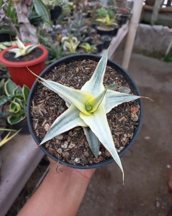 △*様 サンスベリア スノーホワイト Sansevieria Snow Whit Sansevieria snow white – Succulentasia