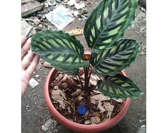 Calathea Libyana || Free Phytosanitary Certficate || DHL Express