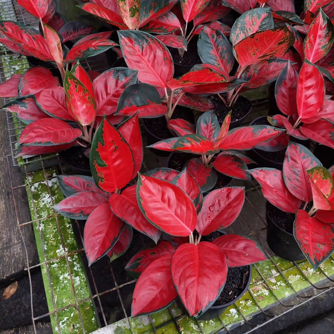 Aglaonema Suksom Jaipong || Free Phytosanitary Certficate