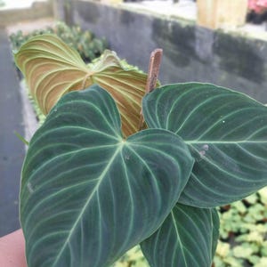 Philodendron Splendid - Zeldzame kamerplant - Kamerplant - Onderhoudsvriendelijke plant - Tropische plant - Uniek groen - Woondecoratie