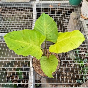 Philodendron Jungle Five Mint || Gratis fytosanitair certificaat || DHL Express