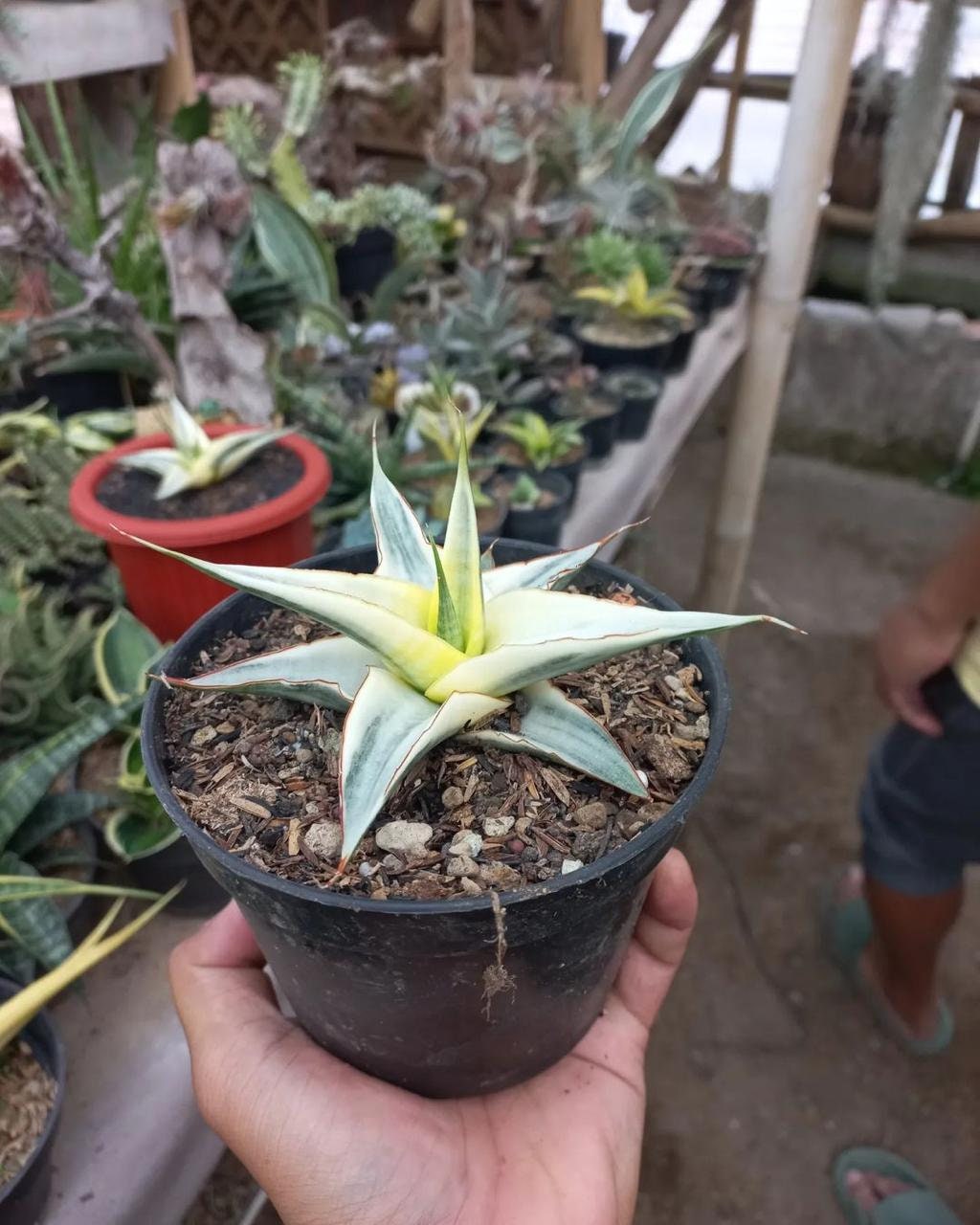 SNAKE PLANT Sansevieria Snow White With 4 or 6 Inch Pot