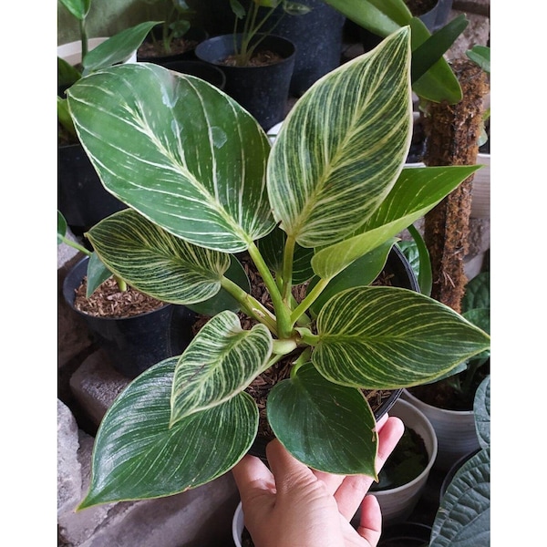 Philodendron Birkin || Free Phytosanitary Certficate || DHL Express