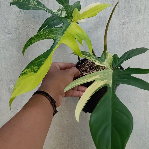 Philodendron Florida Beauty Variegata // Certificato fitosanitario gratuito // DHL Express