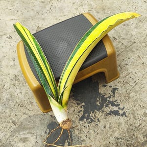ZELDZAME Sansevieria drakenblauwbont met 2 bladeren || Gratis fytosanitair certificaat || DHL Express