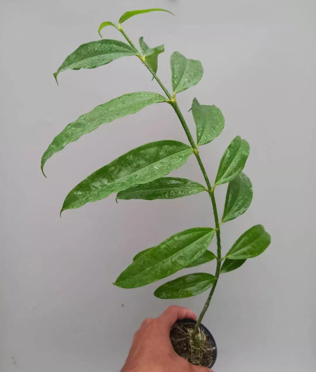 Hoya Medinillifolia - Etsy