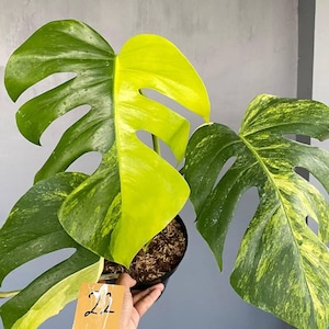 Monstera Marmorata Aurea 3 Leaf - Rare Houseplant - Indoor Plant - Easy Care Plant - Tropical Plant - Unique Greenery - Home Decor