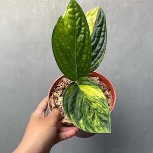 Monstera Karsteanium Variegated - Rare Houseplant - Indoor Plant - Easy Care Plant - Tropical Plant - Unique Greenery