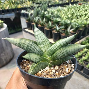 △*様 サンスベリア スノーホワイト Sansevieria Snow Whit EXACT PLANT Sansevieria snow white – Succulentasia