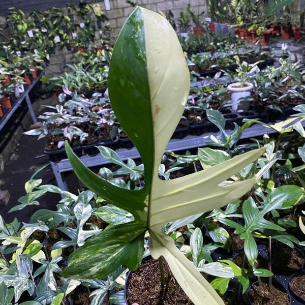 Philodendron Florida Beauty Variegata One Leaf // Certificato fitosanitario gratuito // DHL Express