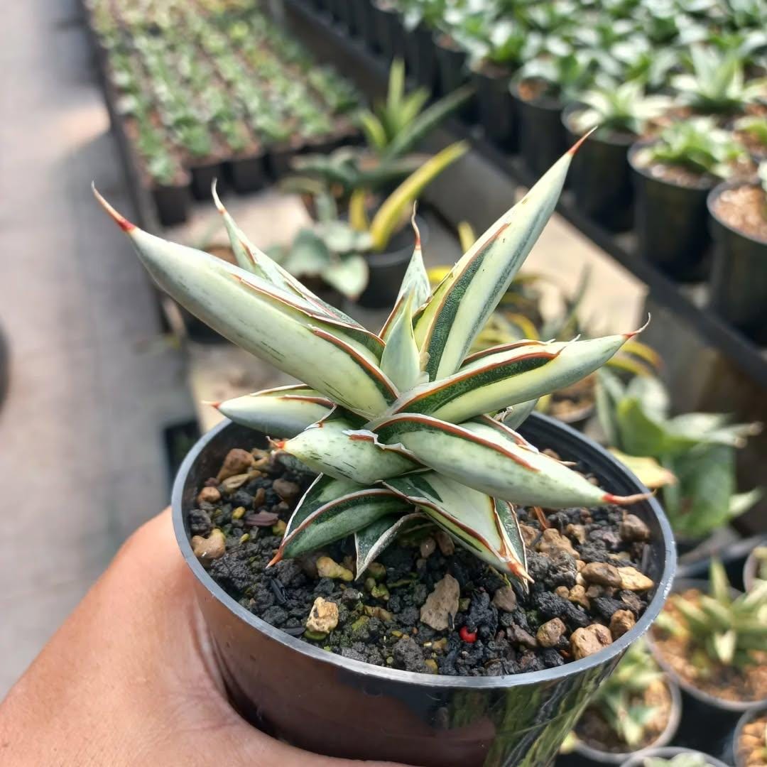 サンスベリア Sansevieria silver clone new mutant Sansevieria Silver Clone Platinum || Free Phytosanitary