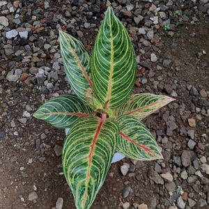 Aglaonema Stella || Gratis fytosanitair certificaat || DHL Express
