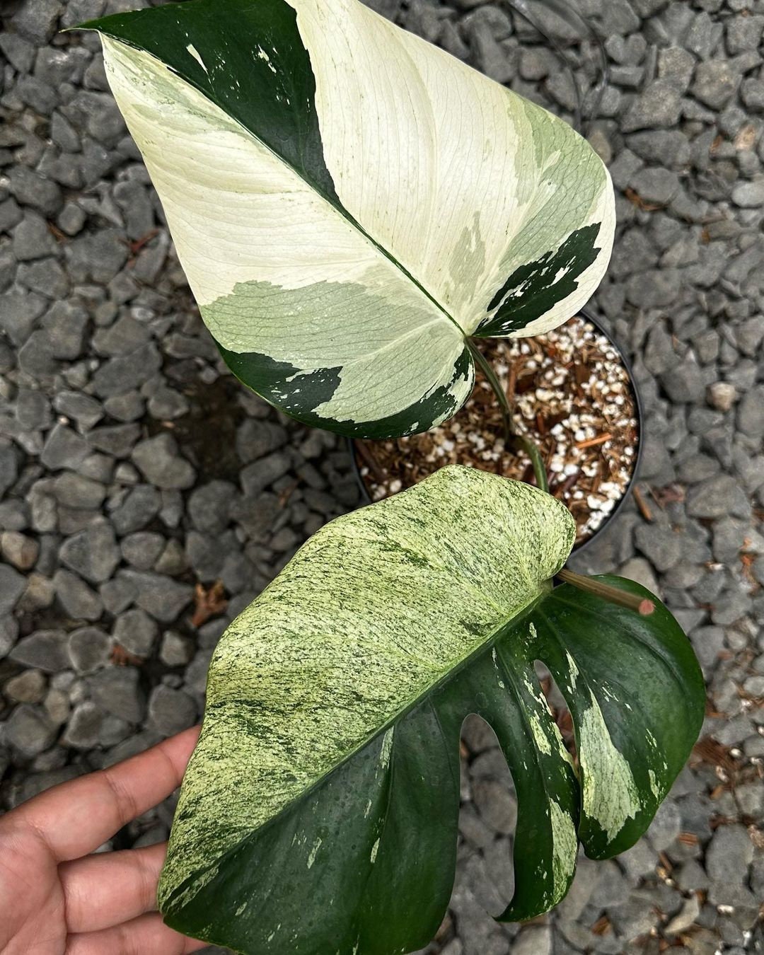 Monstera Mint Variegated 2 Leaf Beautiful Free Phytosanitary Monstera Mint Variegated 2 Leaf Beautiful Free Phytosanitary