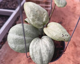 0906 ＊ホヤ ＊ Hoya ＊ latifolia ＊silver Hoya Latifolia Silver - Etsy Canada
