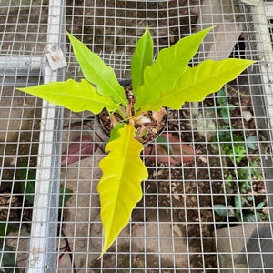 Philodendron gouden krokodil || Gratis fytosanitair certificaat || DHL Express