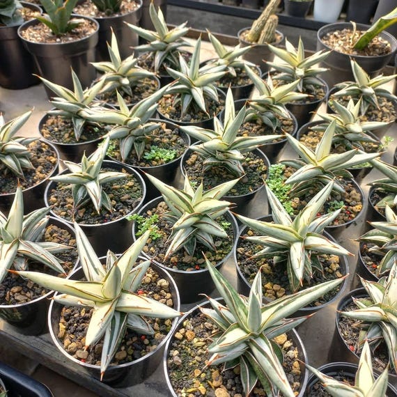 サンスベリア Sansevieria silver clone new mutant Sansevieria Silver Clone Platinum || Free Phytosanitary