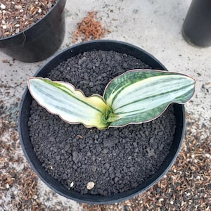 Sansevieria Dragon Compacta witbont || Gratis fytosanitair certificaat || DHL Express