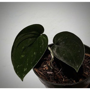 Scindapsus Black Exotica || Free Phytosanitary Certficate || DHL Express