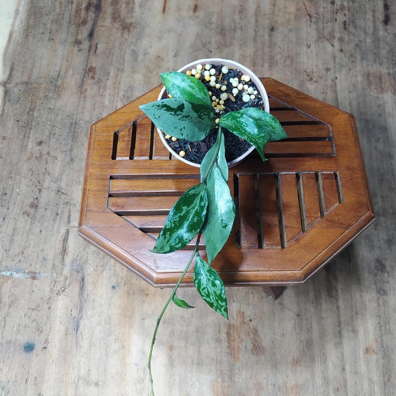 Hoya lacunosa variegated - Etsy 日本
