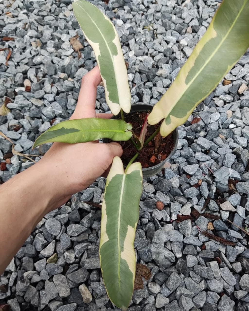 【専用】レア　フィロデンドロン　エメラルデンセ a Philodendron atabapoense - Etsy 日本