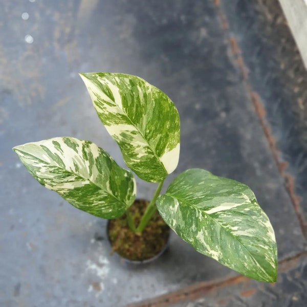 Monstera Lechleriana Variegated || Free Phytosanitary Certficate || DHL Express