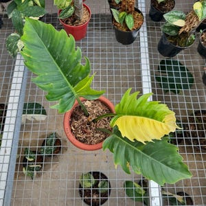 Philodendron Groene zaag bont || Gratis fytosanitair certificaat || DHL Express
