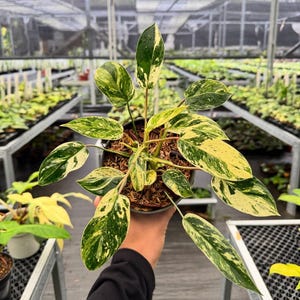Philodendron Emerald Ice || Gratis fytosanitair certificaat || DHL Express