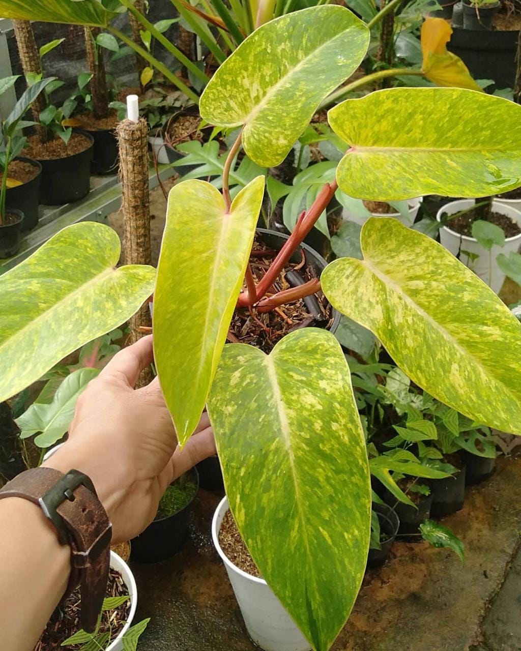 Philodendron Distelfalter - Seltene Zimmerpflanze - Zimmerpflanze - Pflegeleichte Pflanze - Tropische Pflanze - Einzigartiges Grün