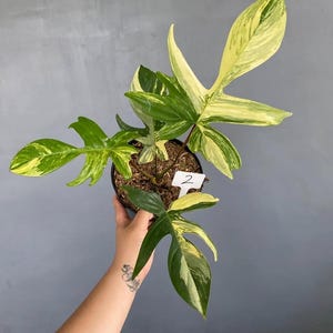 Philodendron Florida Beauty - zeldzame kamerplant - kamerplant - onderhoudsvriendelijke plant - tropische plant - uniek groen - woondecoratie