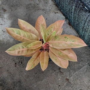 Aglaonema zoete banaan || Gratis fytosanitair certificaat || DHL Express