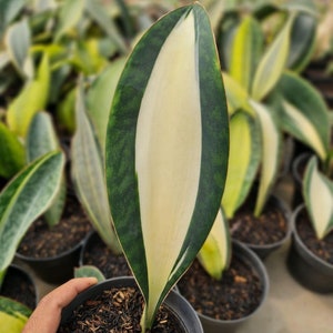 Sansevieria Dragon King Variegated || Free Phytosanitary