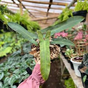 Philodendron atabapoense - Etsy 日本
