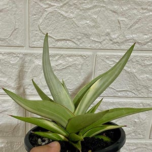 ZELDZAME Sansevieria Chanin Torut witbont || Gratis fytosanitair certificaat || DHL Express