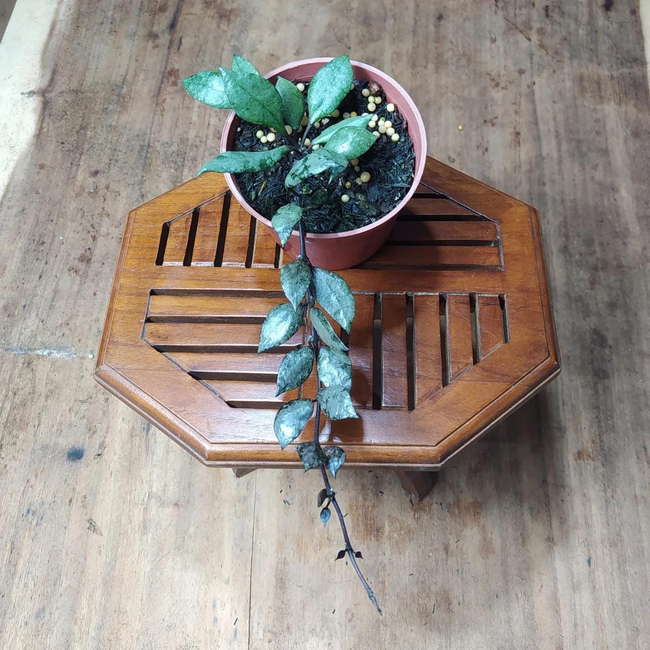 52 ＊ホヤ ＊Hoya lacunosa ＊purple ＊ラクノーサパープル 52 ＊ホヤ ＊Hoya lacunosa ＊purple ＊ラクノーサパープル