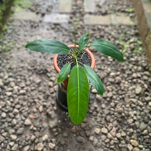 Philodendron Patriciae - Zeldzame kamerplant - Kamerplant - Onderhoudsvriendelijke plant - Tropische plant - Uniek groen