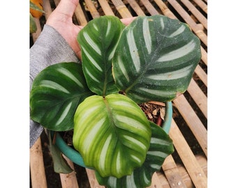 Calathea Fasciata || Free Phytosanitary Certficate || DHL Express